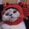 Febriiynna Hdytii Chaniiago