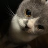 Kit