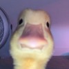 Grego