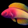 byelostfish