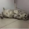 Kitty Chuang