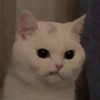 SY