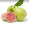 GuaVa