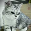 Achille