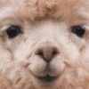 aatiincute