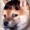 yn