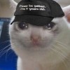 Kucing biasa