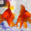 IHv2Fish