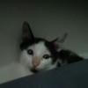 caty