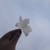 Dhetanovitad