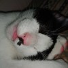 Tom