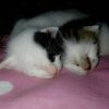 titie