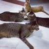 Cats6Pcs’