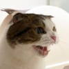 欣欣豬