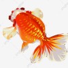 Goldfish