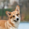 ♡♡♡Corgi♡♡