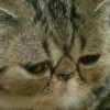 catb