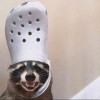 Raccoon