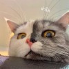 Bambie Kmchn