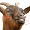 goatinwonder