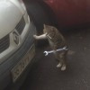 CripCat