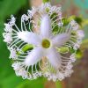 Septi Virna