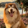 記憶是陣陣花香