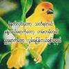 အလြမ္းမင္းသားေလးစိုင္းခ်စ္သူ
