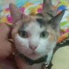 เมส์