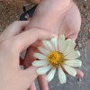 🌸