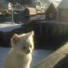 Natten
