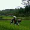 Aphe Steward