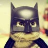 🤘BaT CaT 🤘