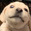 Bëll Bëll