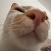 Henry