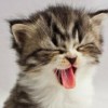 imsupercat