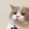ꩵꦿ越ꦿꦙ