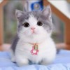 Tom