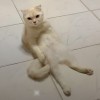 Paeeee