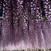 Wisteria