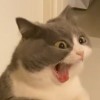 蛋百