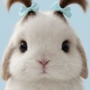 littlebunny