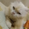 kevin