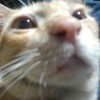 meow.