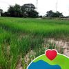 จรูญ จิตรโคตร