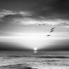 Ophelia Cheung