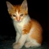 TheDan