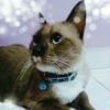 putri alyaa