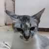 Miko
