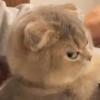 เหมียว3